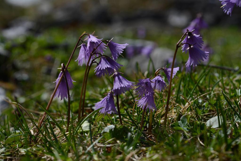 Pension Tina Neustift im Stubaital Buitenkant foto